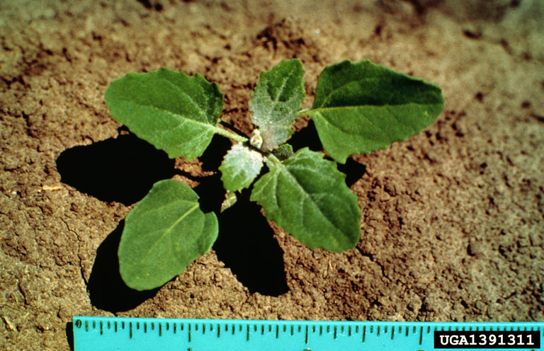 Lambsquarters1391311.jpg