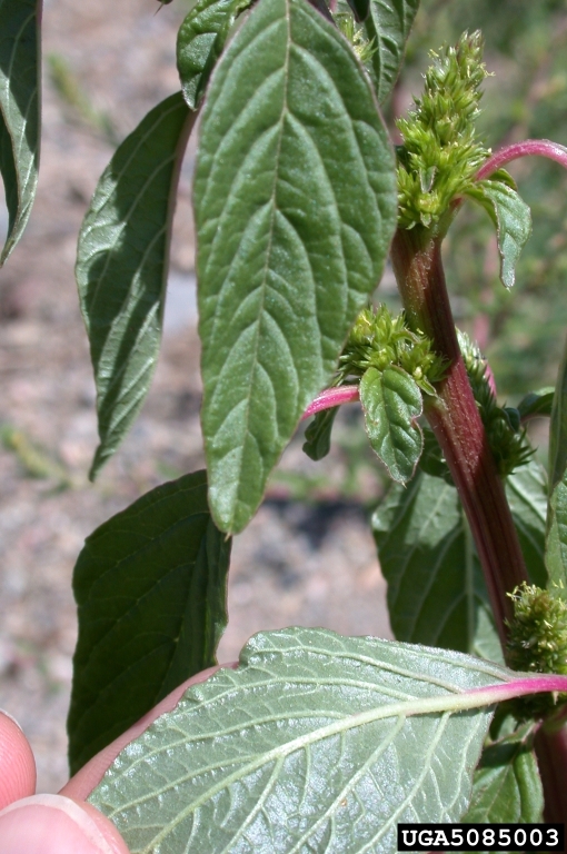 RedrootPigweed-5085003.jpg