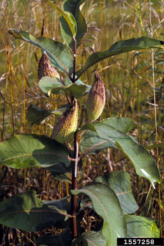 Milkweed-1557258.jpg