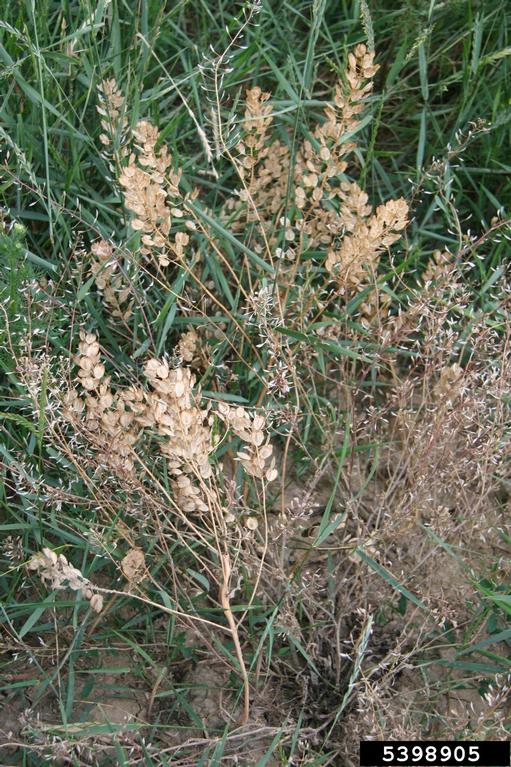 field pennycress-5398905.jpg