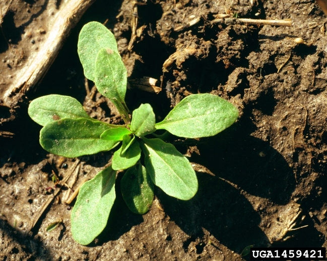 field pennycress-1459421.jpg