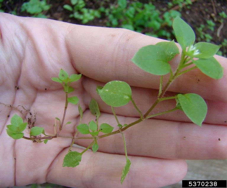 chickweed-5370238.jpg