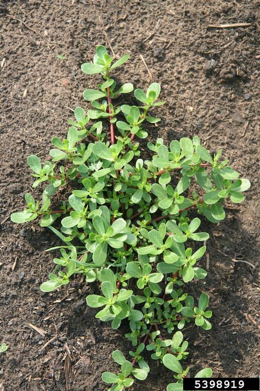 purslane-5398919.jpg