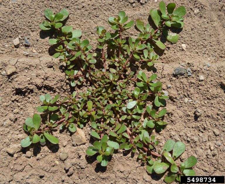 Purslane-5498734.jpg