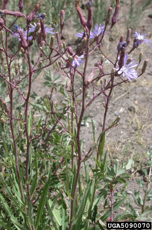 Chicory-5090070.jpg