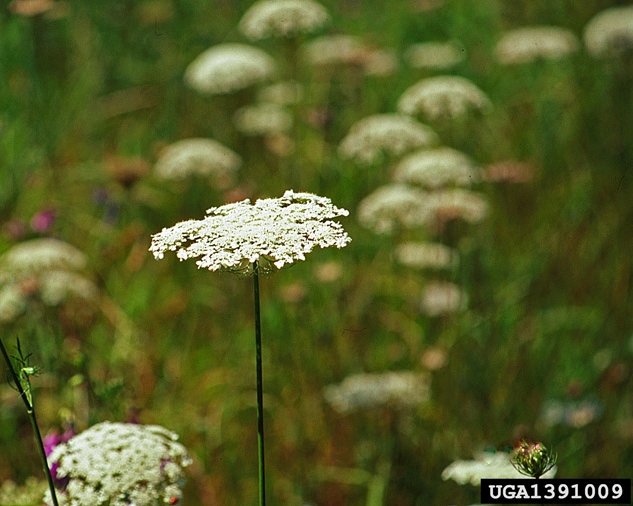 Queen Annes Lace-1391009.jpg