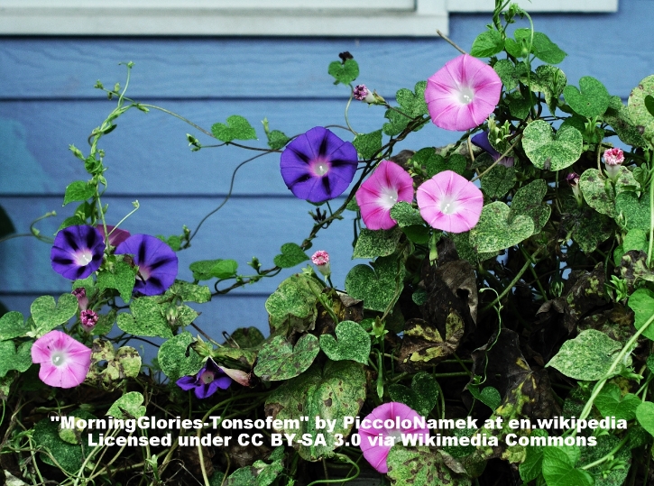 MorningGlories-Tonsofem.jpg