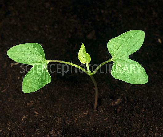 morning glory seedling.jpg