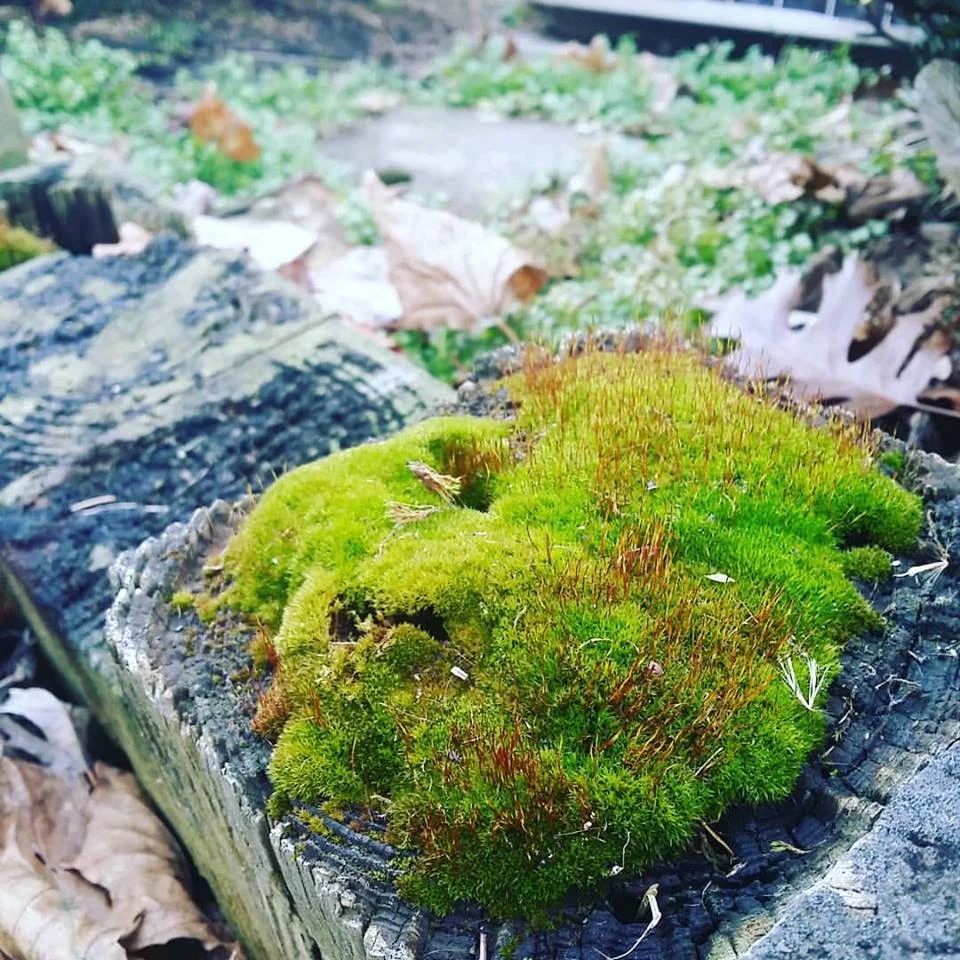 Photography: A Walk in February