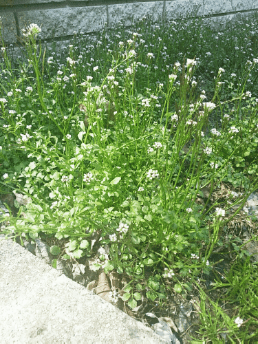 Spring - NaPoWriMo Day #15