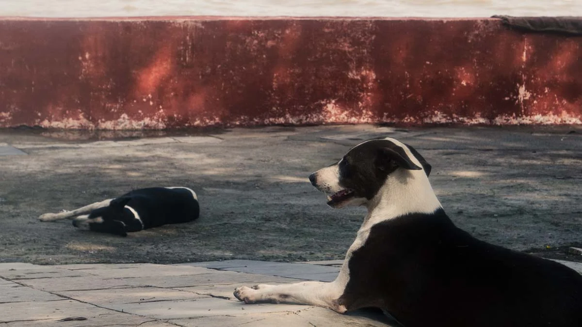 One of my favorite subjects - dogs