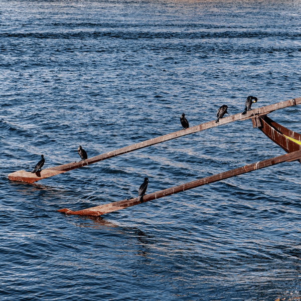 porto-6 (600px, 25fps).gif