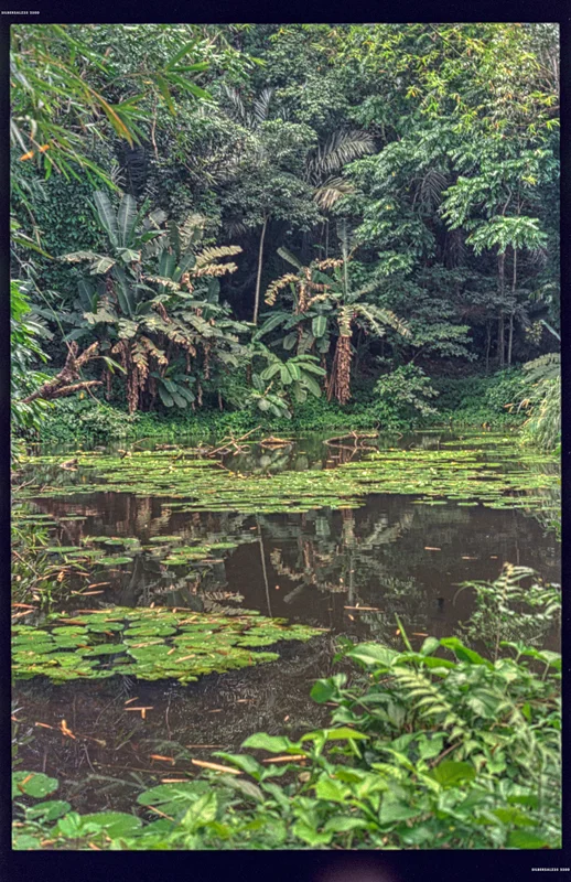 In the jungle