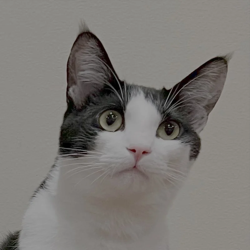 Pony <br/> Fortran Specialist