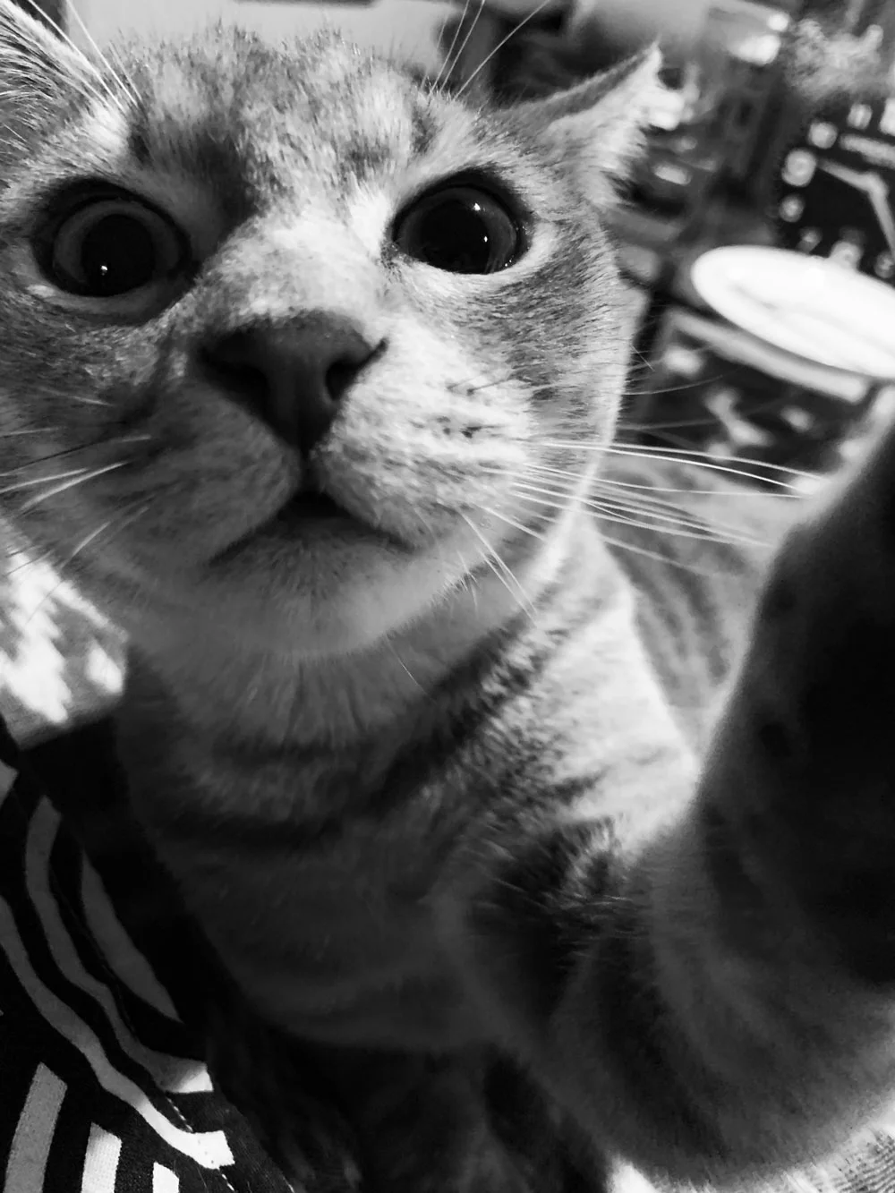 Baby Rocket