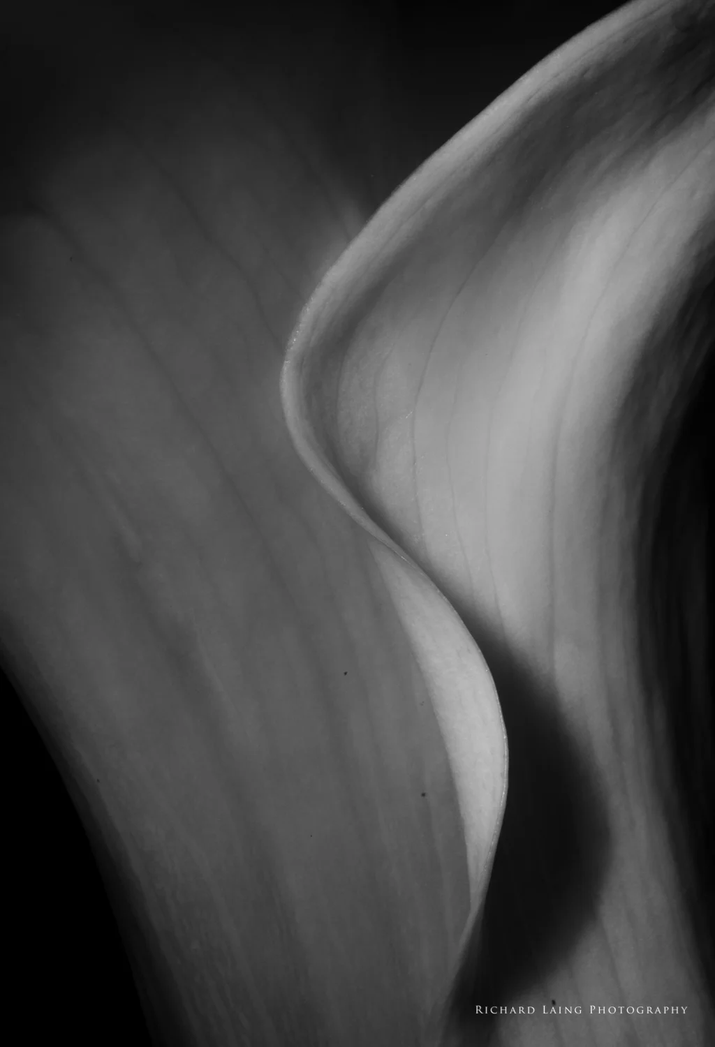 2013-03-03-Macro-33-Edit.jpg