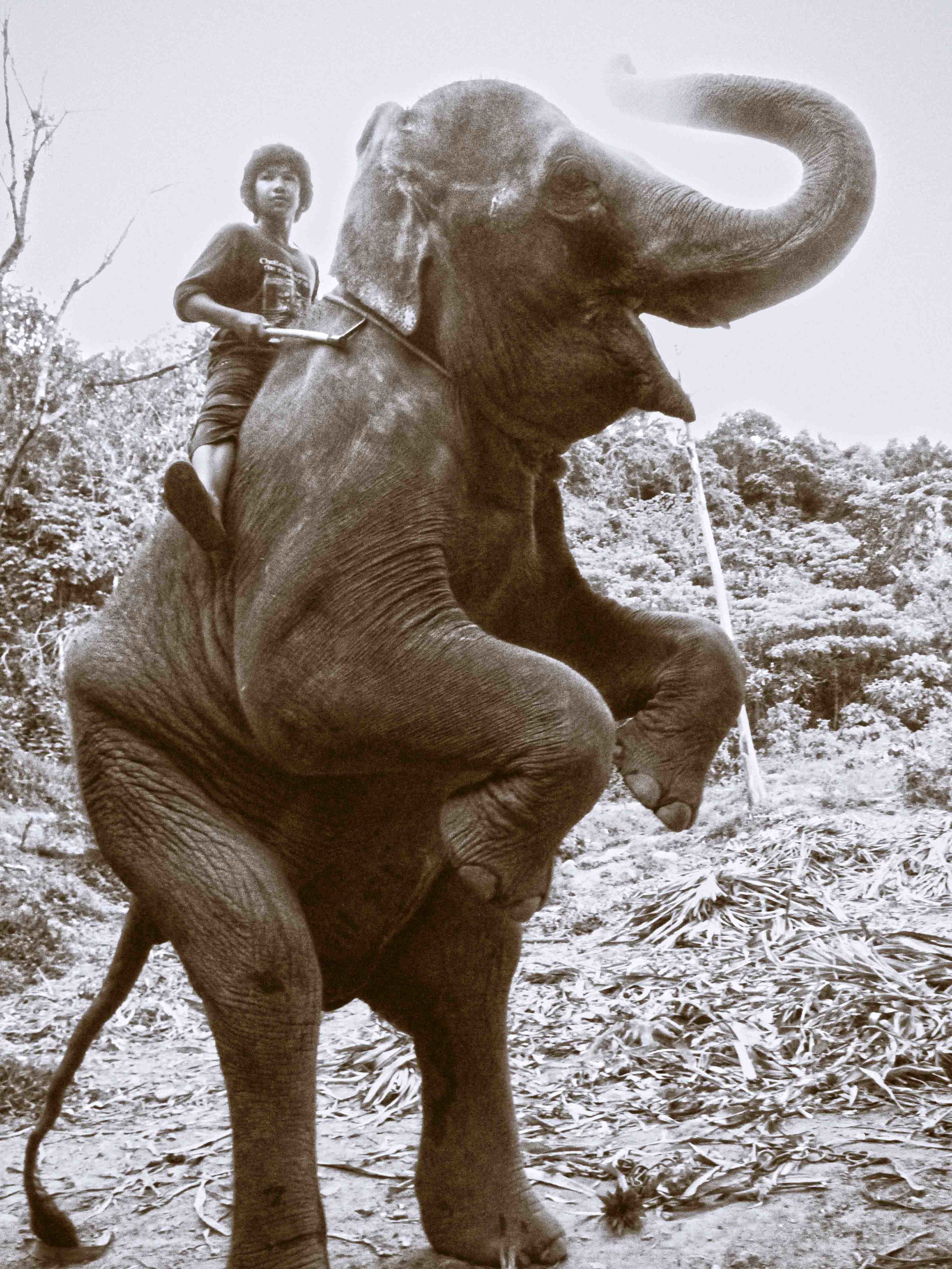 Elephant Boy W.jpg