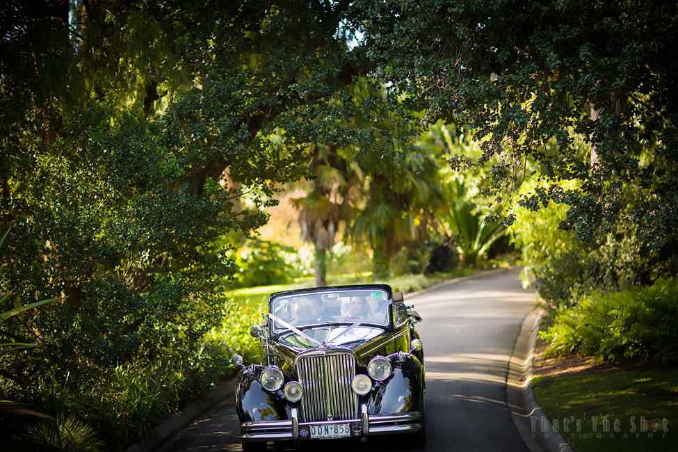 Melbourne Botanical Gardens Wedding Photographer