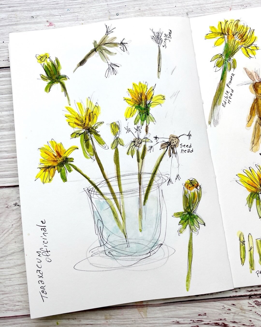Dandelion lesson with Ildik&oacute; Karsay as part of Sketchbook Revival - Day 49 of The 100 Day Project where I am learning to sketch.l

100 Days of Creative Drifting: a Sketching Practice #dothe100dayproject #sketchbook #sketching #artjournal #mixe