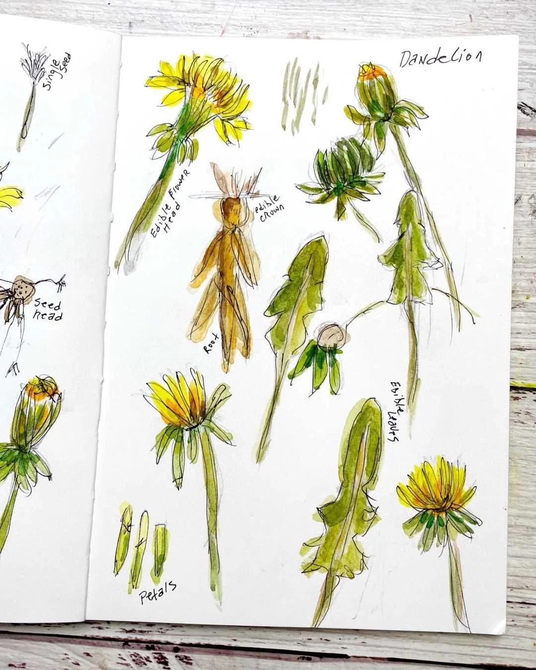 Botanical Dandelion Drawings with Petals and Seed Heads