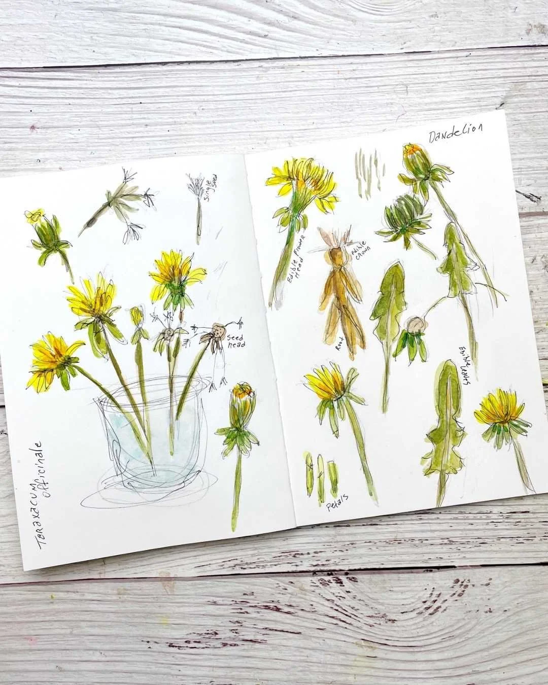 Dandelion Sketchbook Spread with Ink Lines and Watercolor
