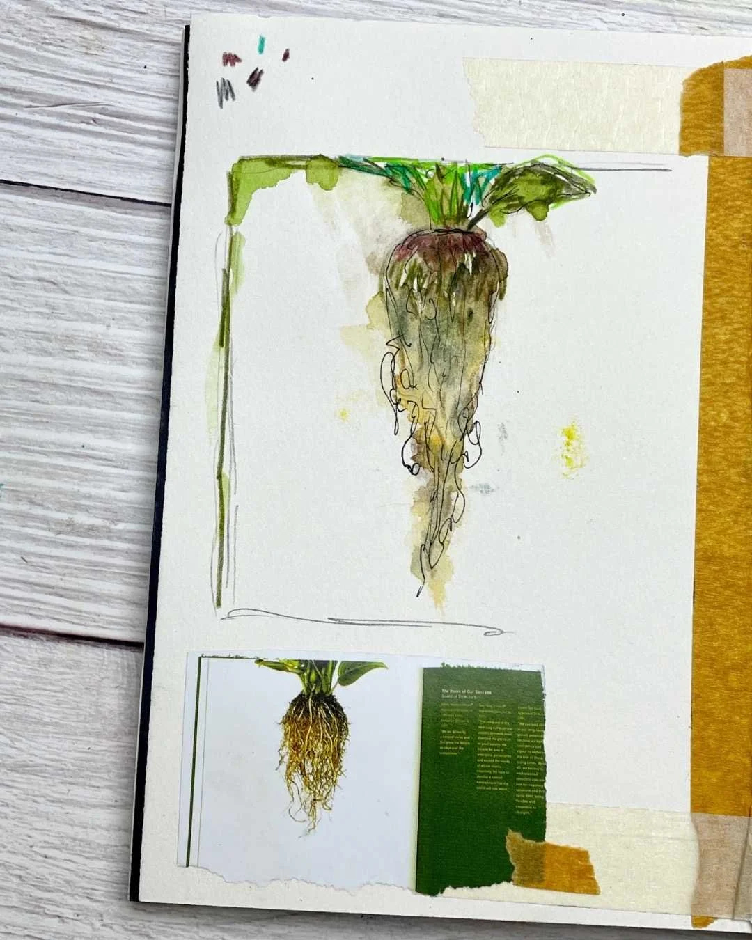 Root Vegetable Sketch with Watercolor and Ink