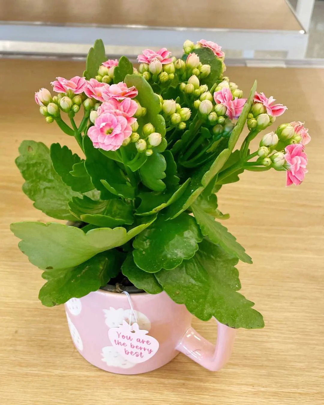 Botanical Sketchbook Page Featuring Pink Kalanchoe Blossoms