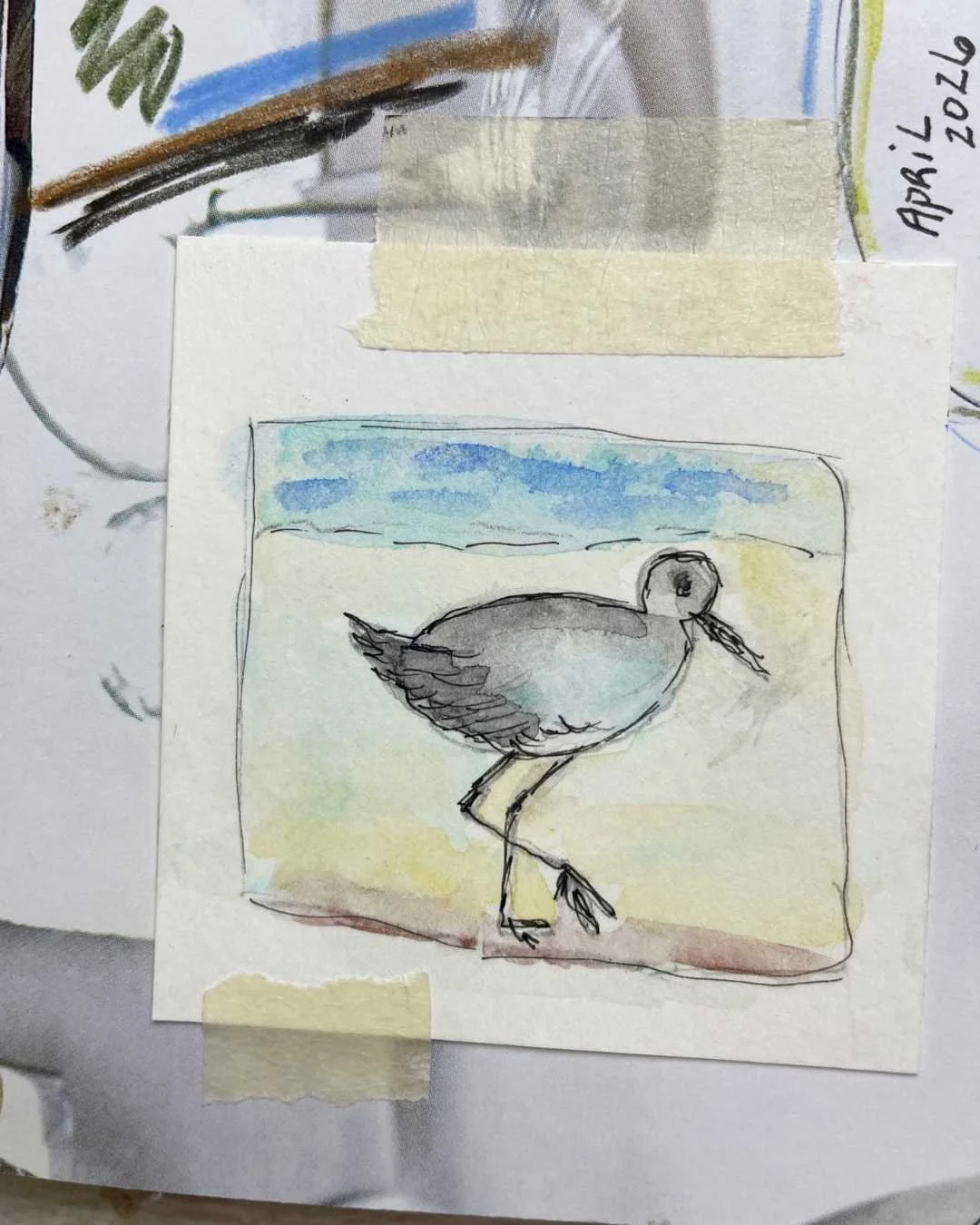 Coastal Shorebird Sketch in Soft Watercolor and Ink