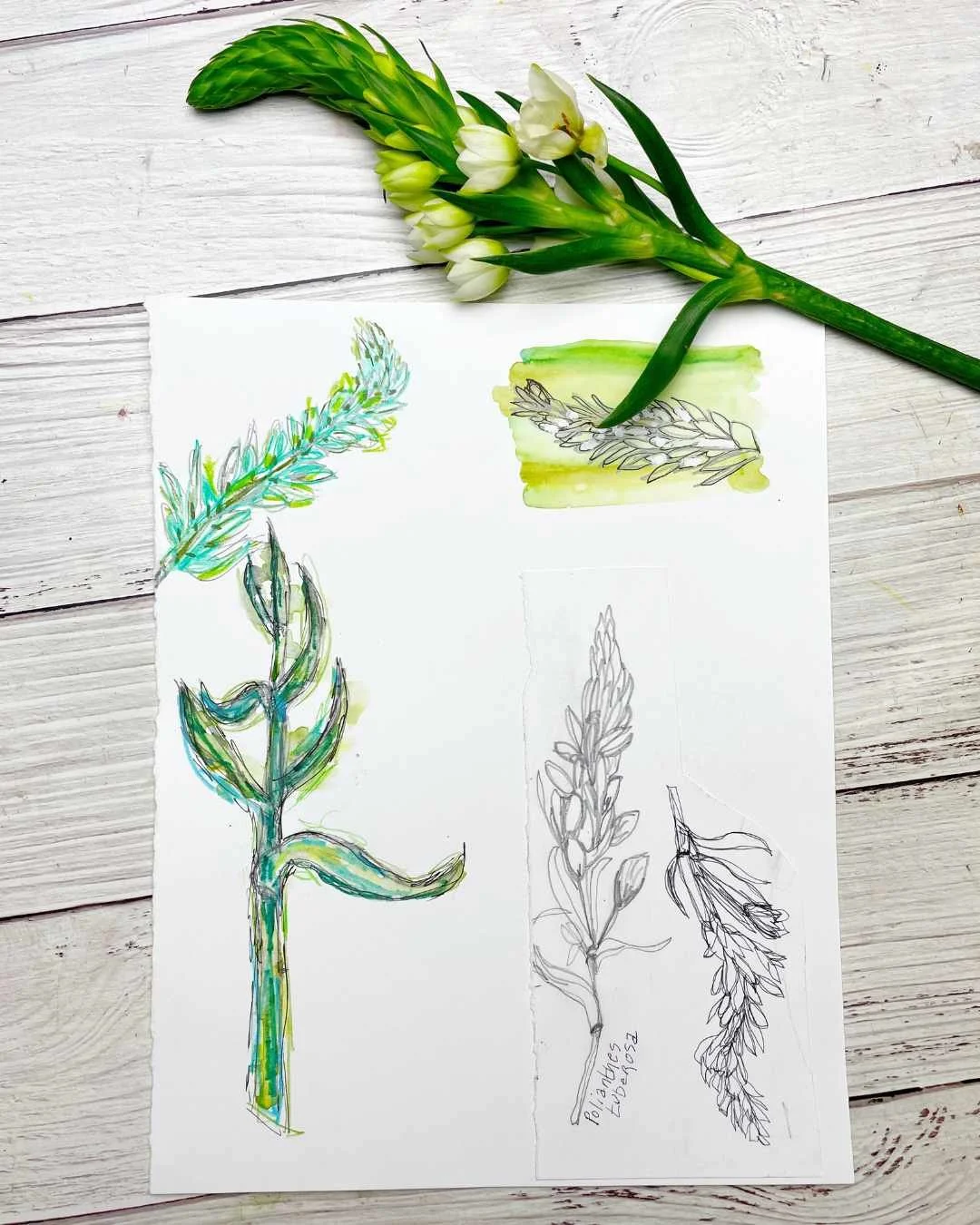 Botanical Sketchbook Studies of White Freesia Blooms and Leaves