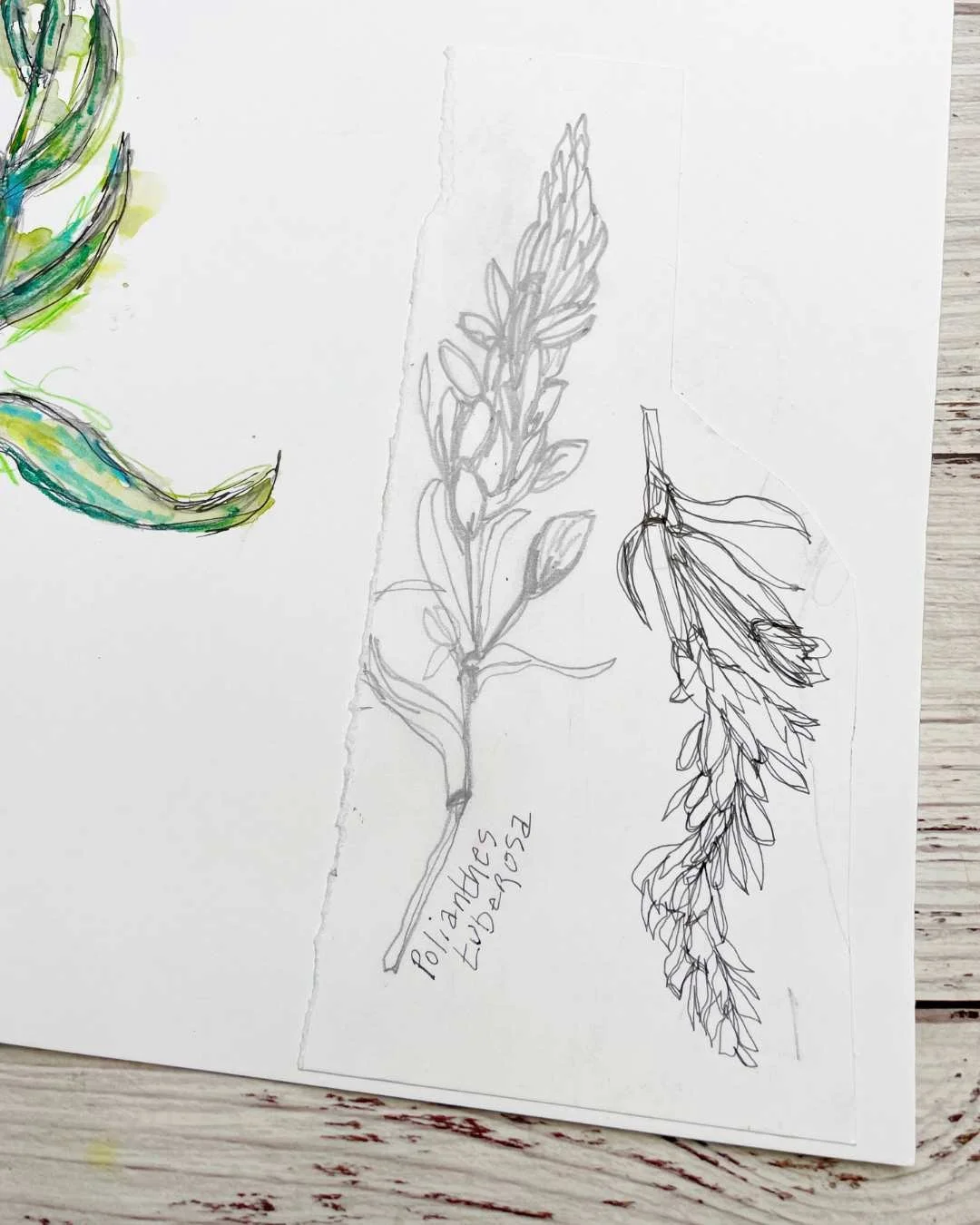 Freesia Flower Line Drawings with Watercolor Botanical Details