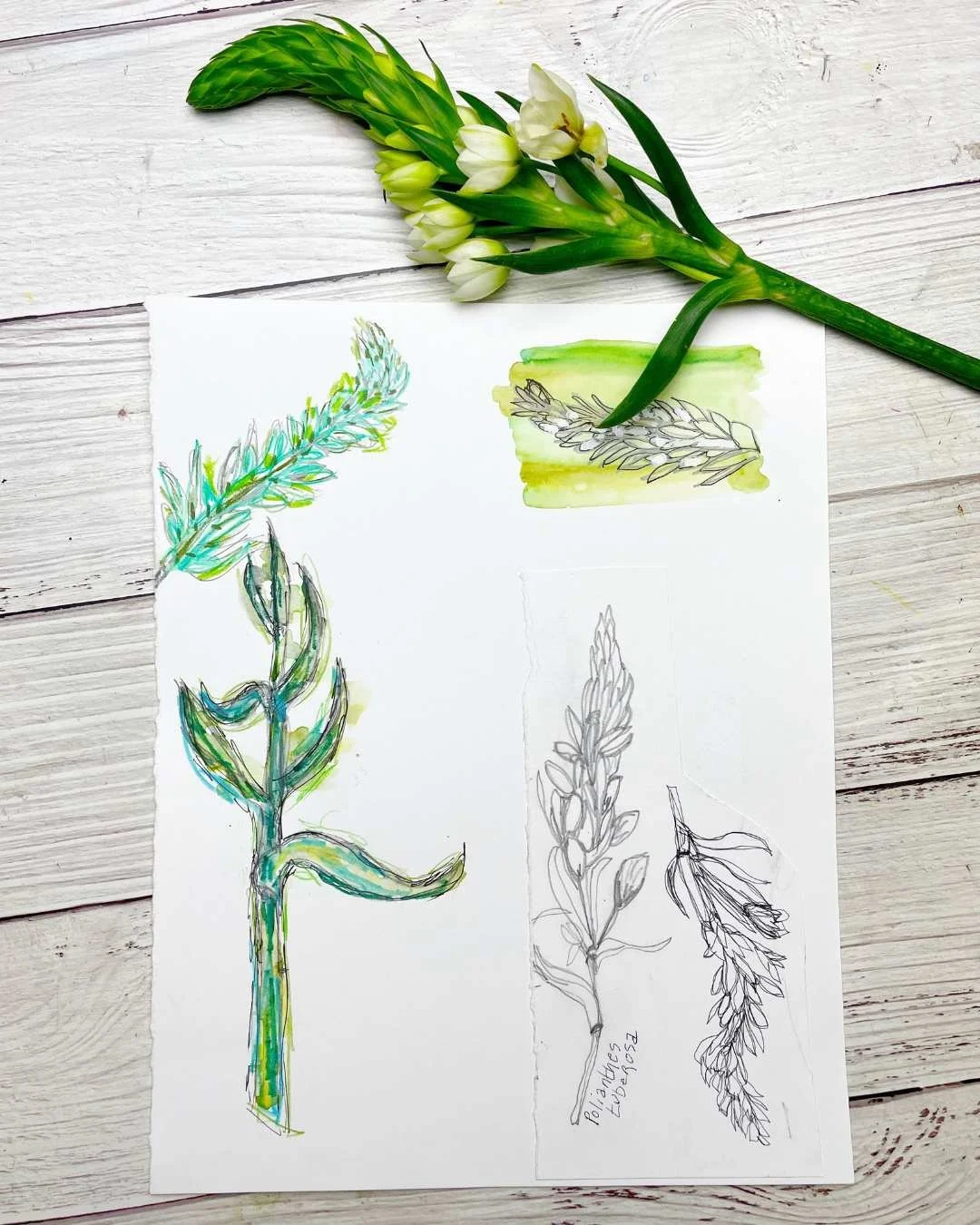 Botanical Sketchbook Studies of White Freesia Blooms and Leaves