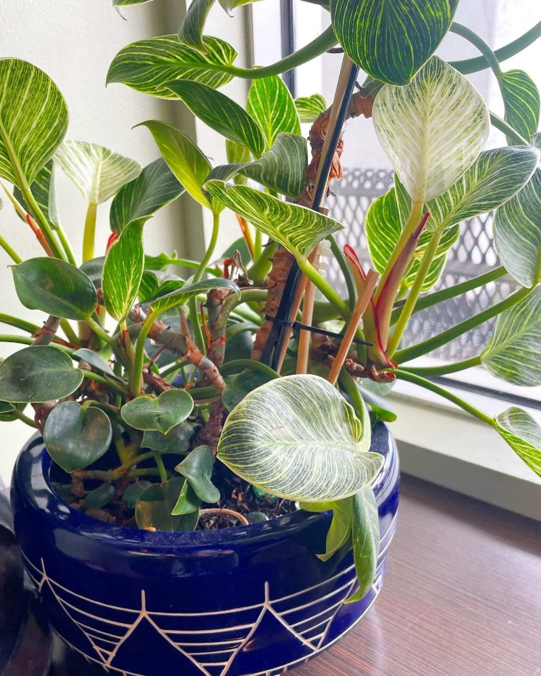 Variegated Plant in Blue Ceramic Pot Mixed Media Sketch Study
