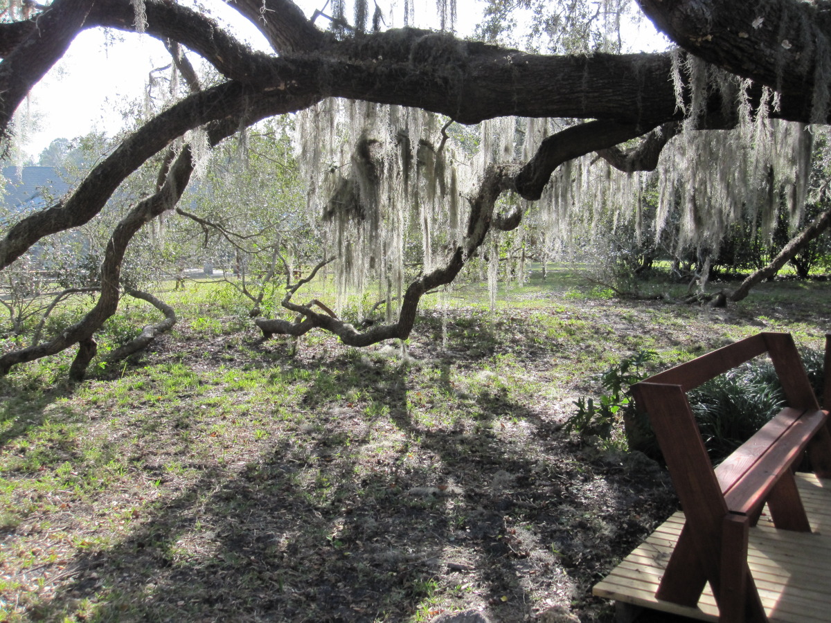 Spanish Moss on the Southern Live Oak. 