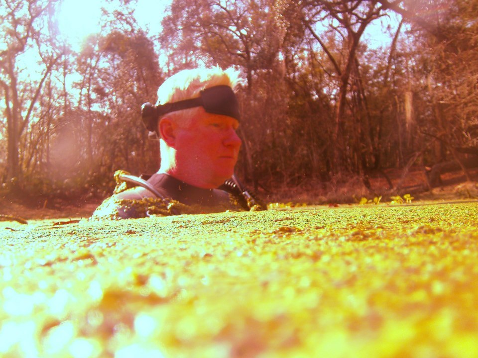 In Duckweed, just the moment of contemplation before the dive 