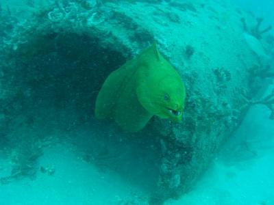 green moray - sea emperor