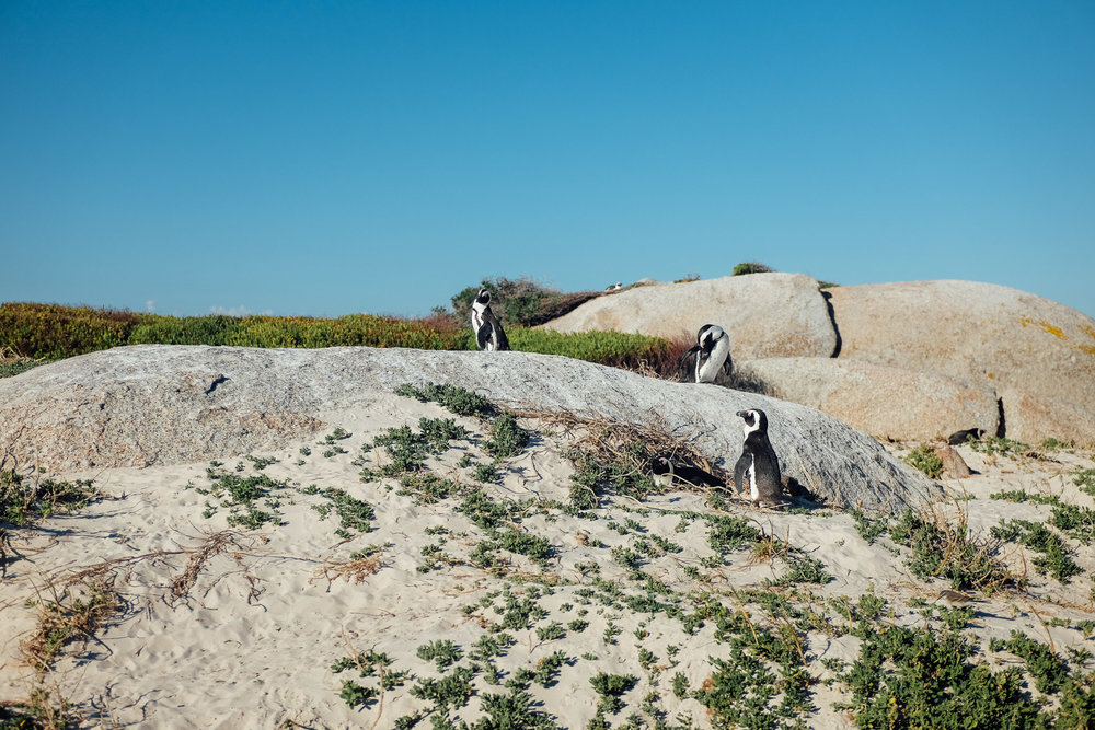 Boulders Beach