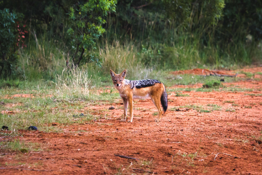 Black-backed Jackal