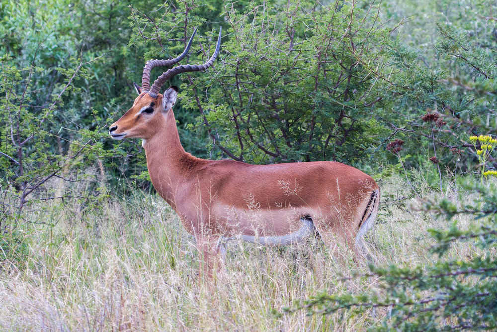 Impala