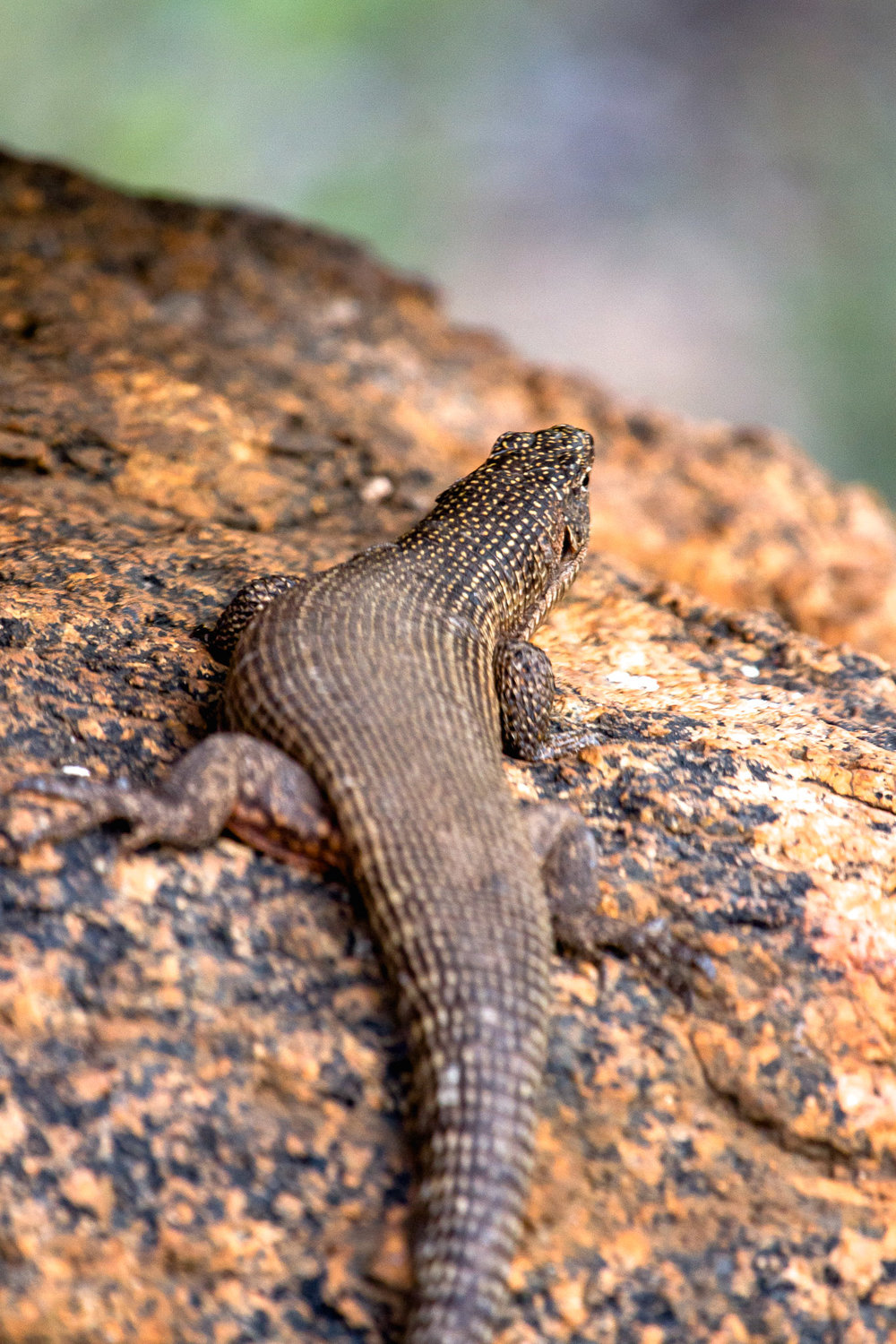  Shot at Mabula Game Lodge in Limpopo 