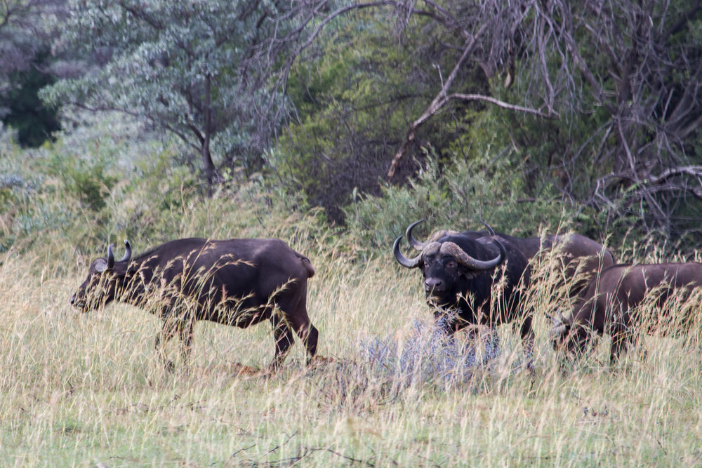  Cape buffalo 