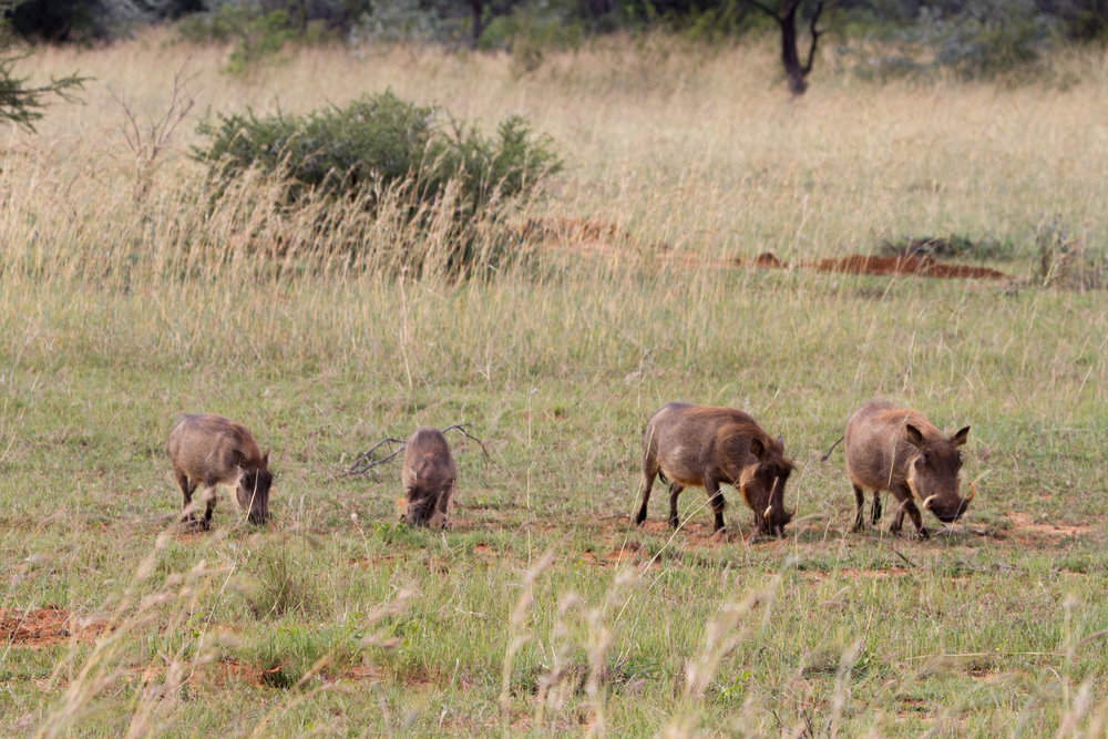 sabrams-south-africa-61.jpg