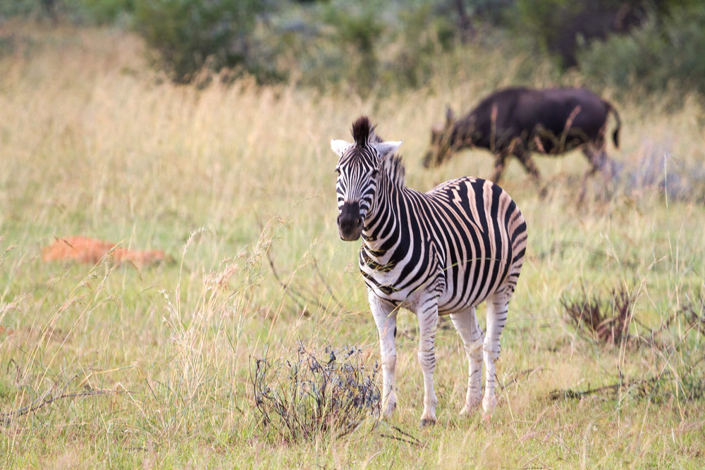 Zebra