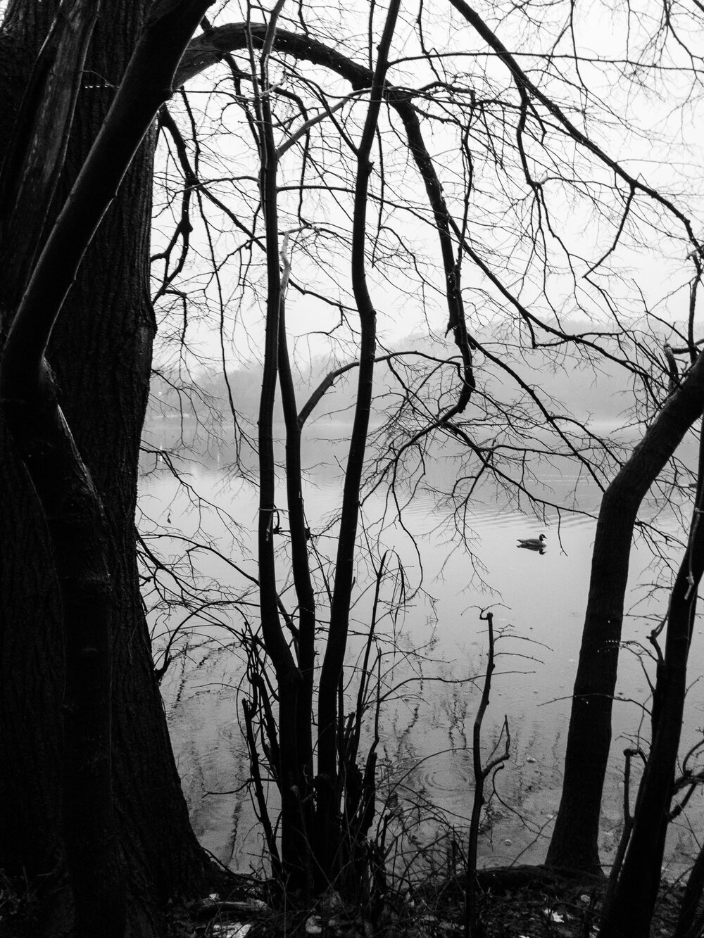  A duck swims across a misty Prospect Park lake 