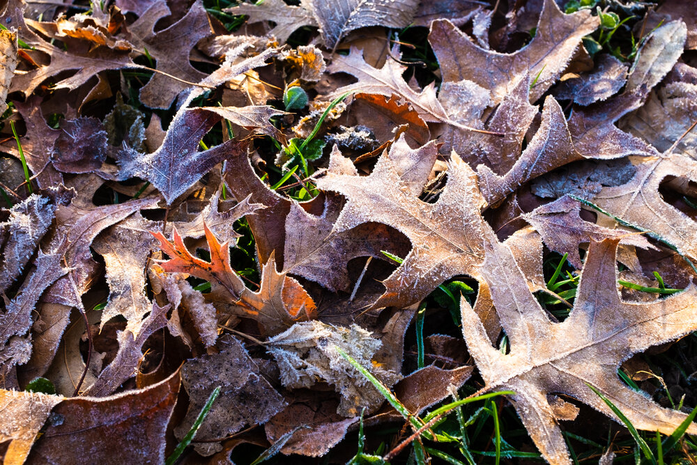  Frosty leaves in Prospect Park 