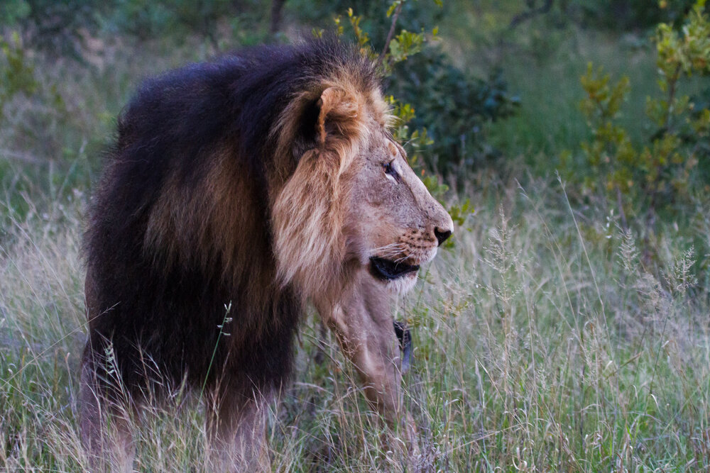  Shot at Mabula Game Lodge in Limpopo 