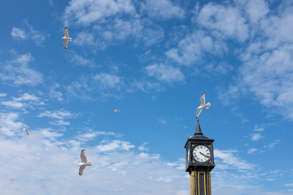  Seagulls fly over the clock tower at Brighton Beach 