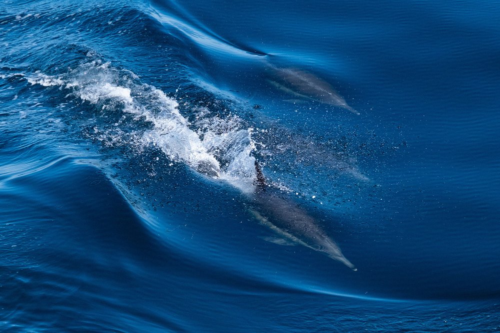 Dolphins chasing the boat on the way to Santa Rosa Island