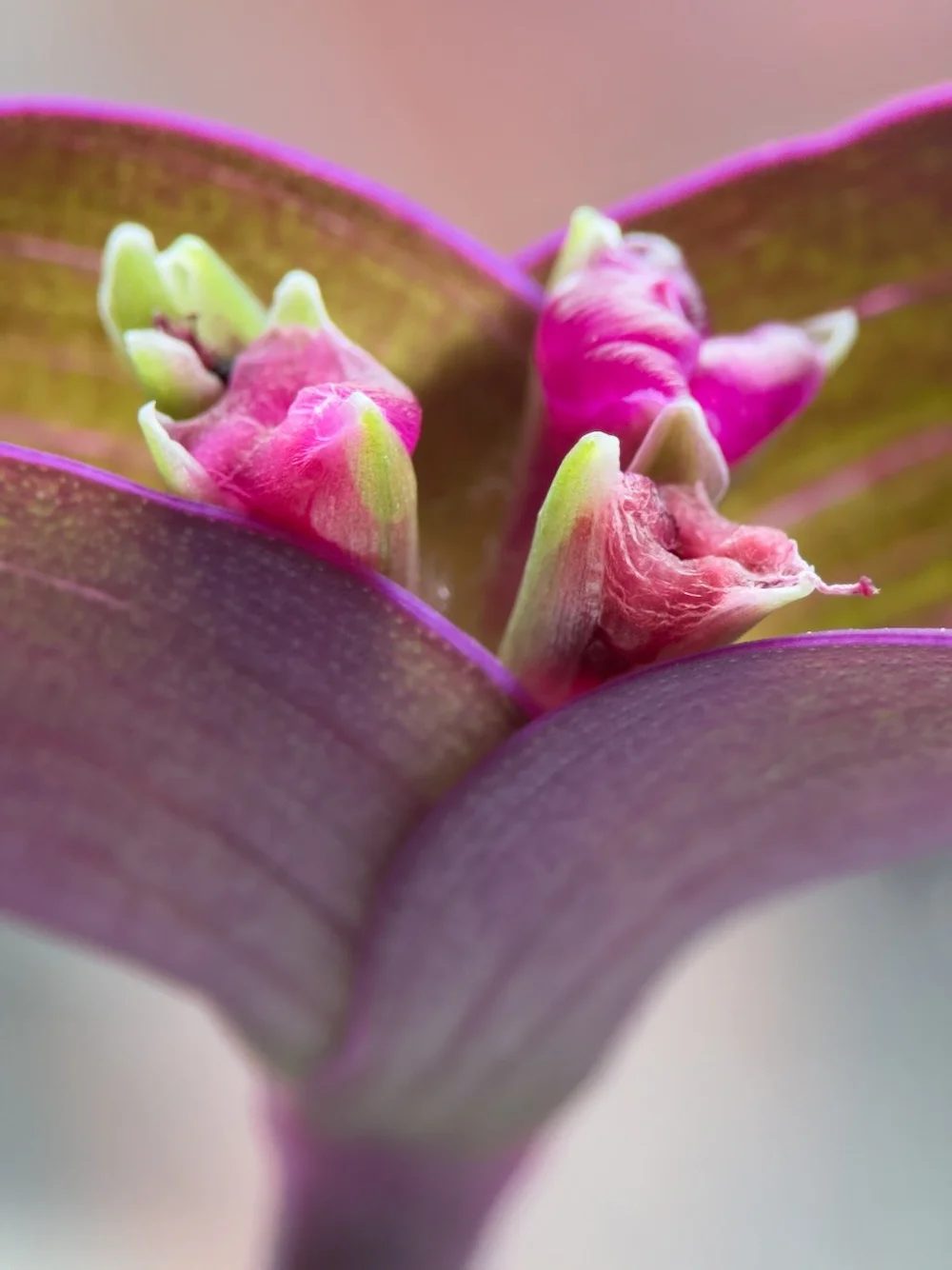   iPhone 15 Pro, Moment Macro 75mm [T-Series]  