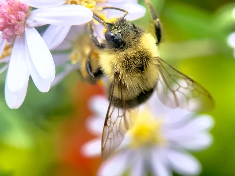   iPhone 15 Pro, Moment Macro 75mm [T-Series]  
