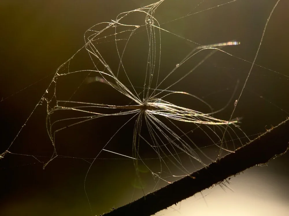   iPhone 15 Pro, Moment Macro 75mm [T-Series]  